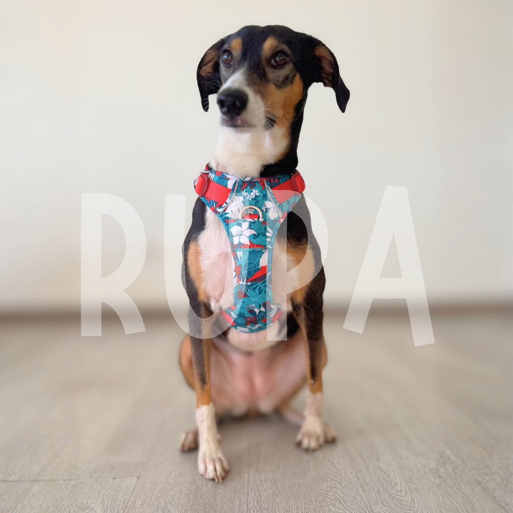Arnés Perro Tropical Azul
