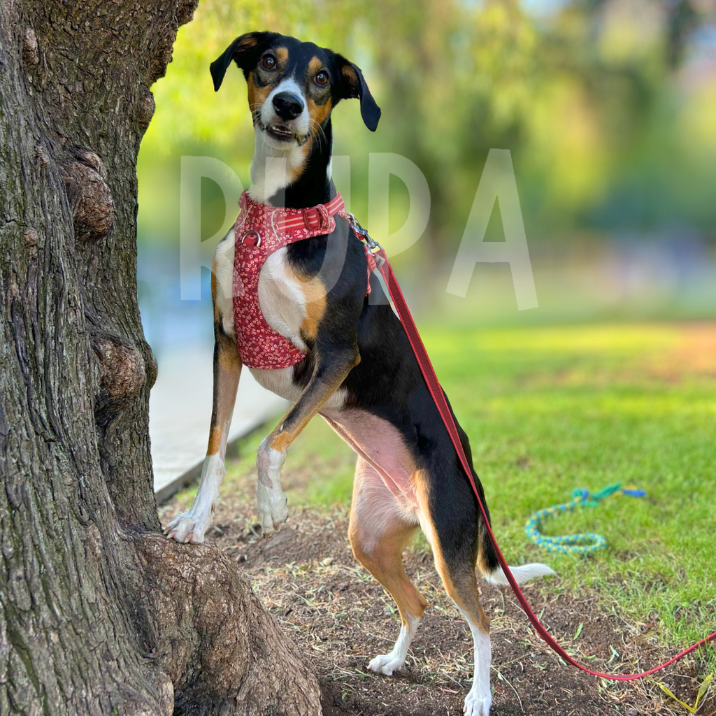 Arnés Perro Margaritas Rojo
