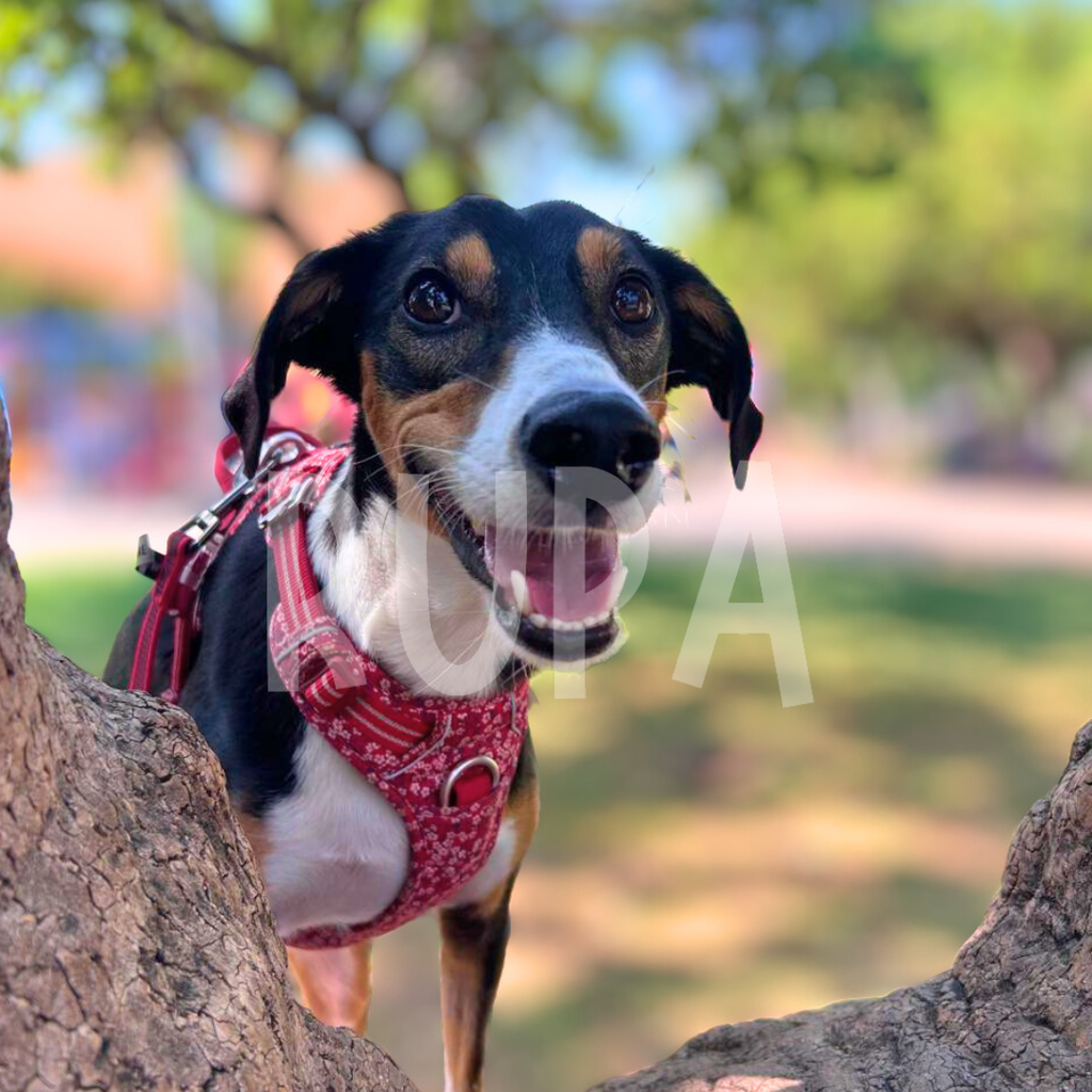 Arnés Perro Margaritas Rojo