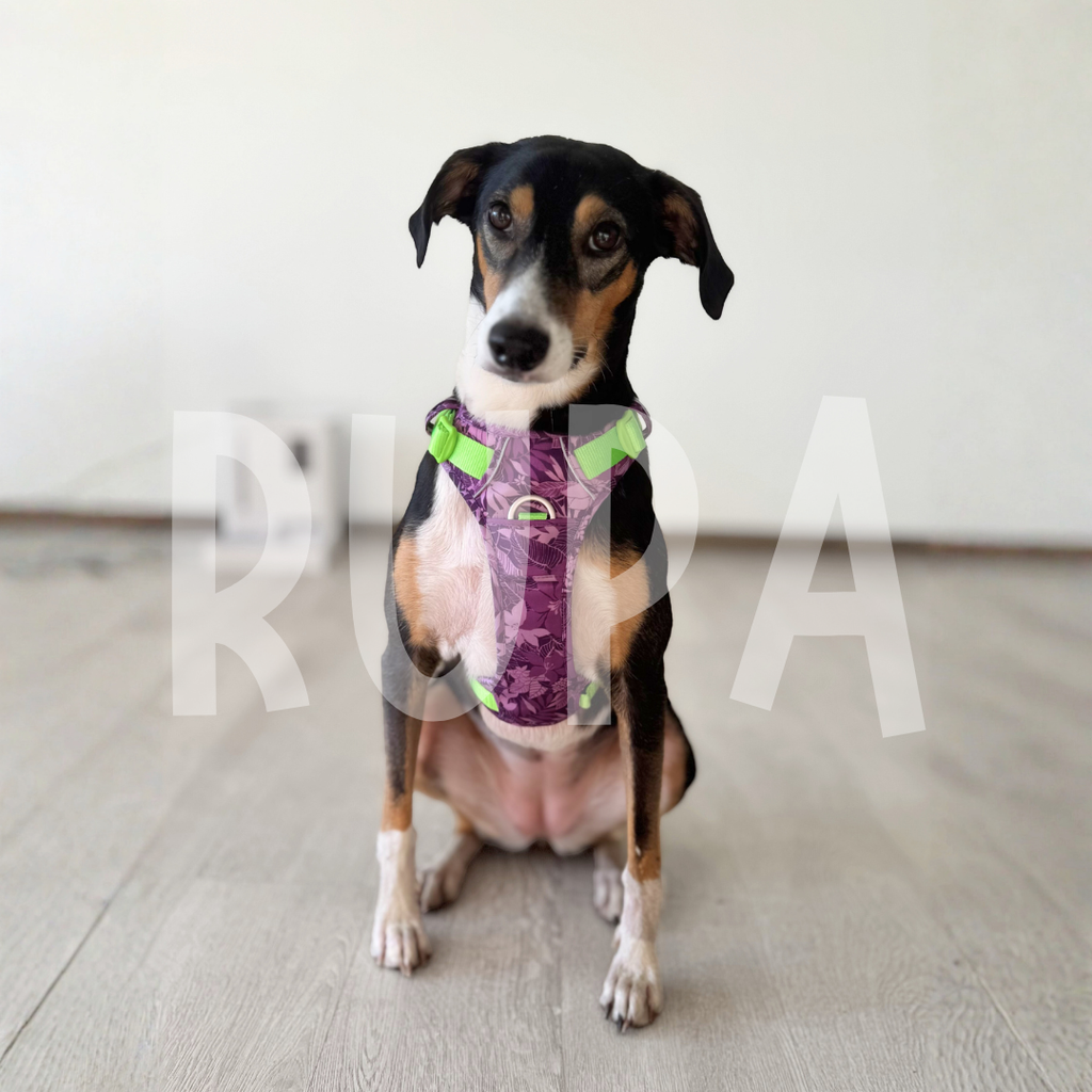 Arnés Perro Selva Morado