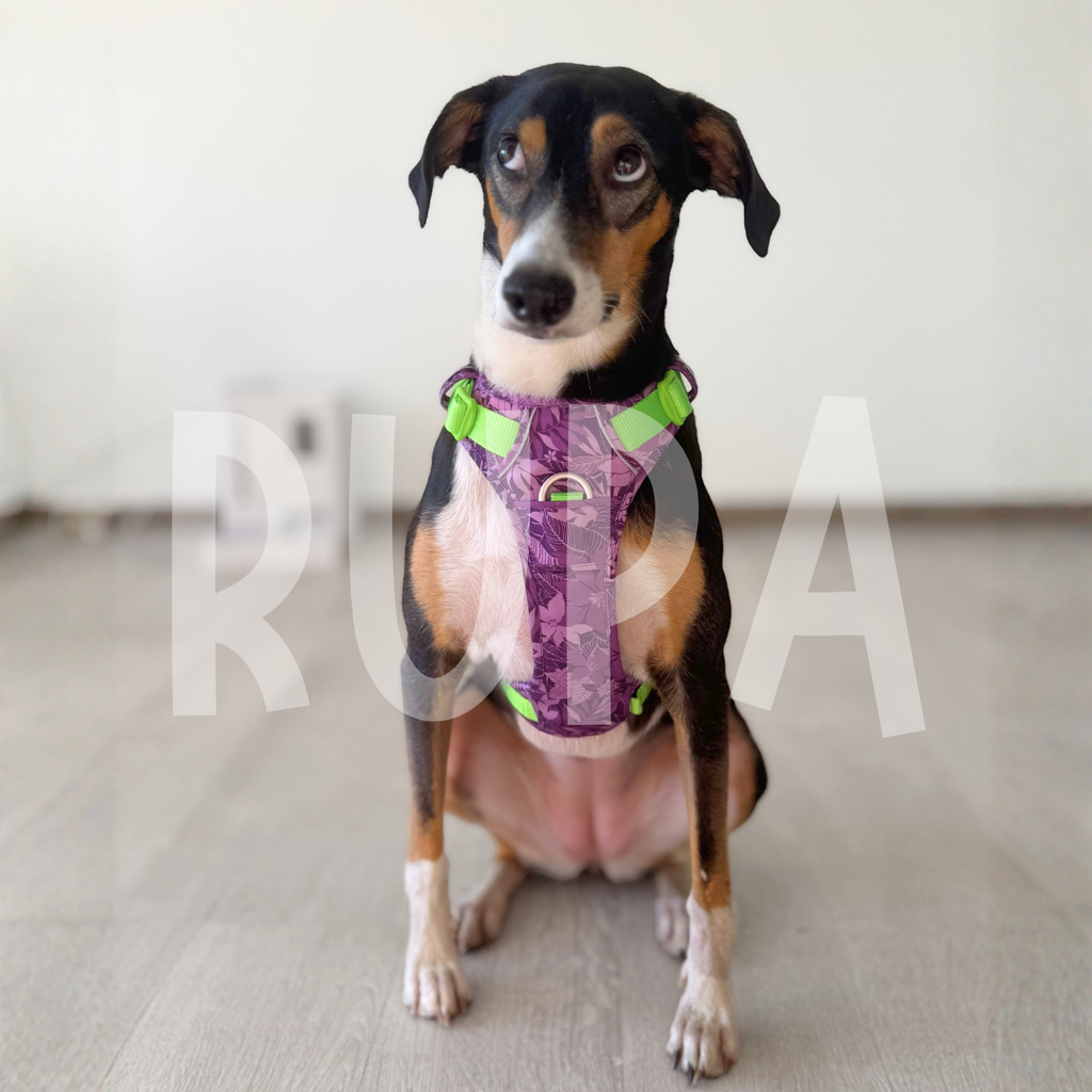 Arnés Perro Selva Morado