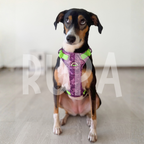 Arnés Perro Selva Morado