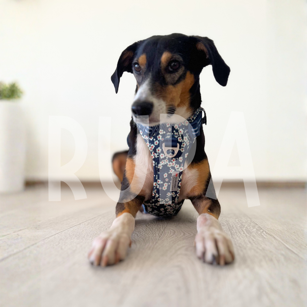 Arnés Perro Azul Floral