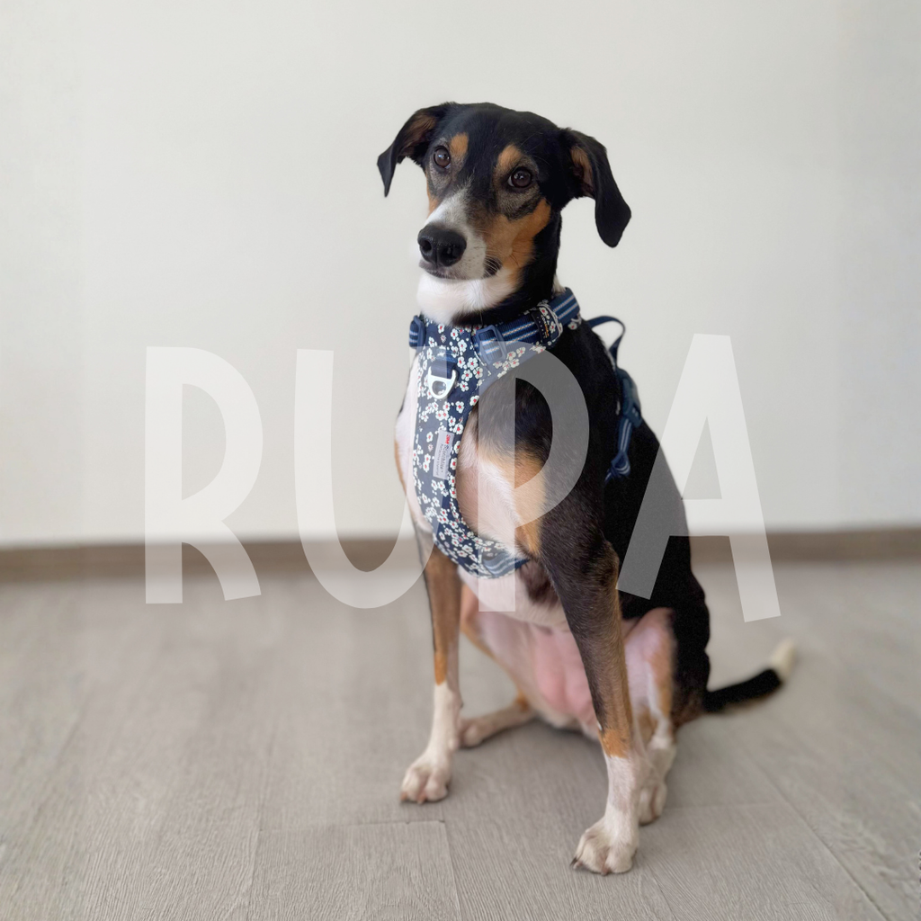 Arnés Perro Azul Floral