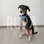 Arnés Perro Azul Floral