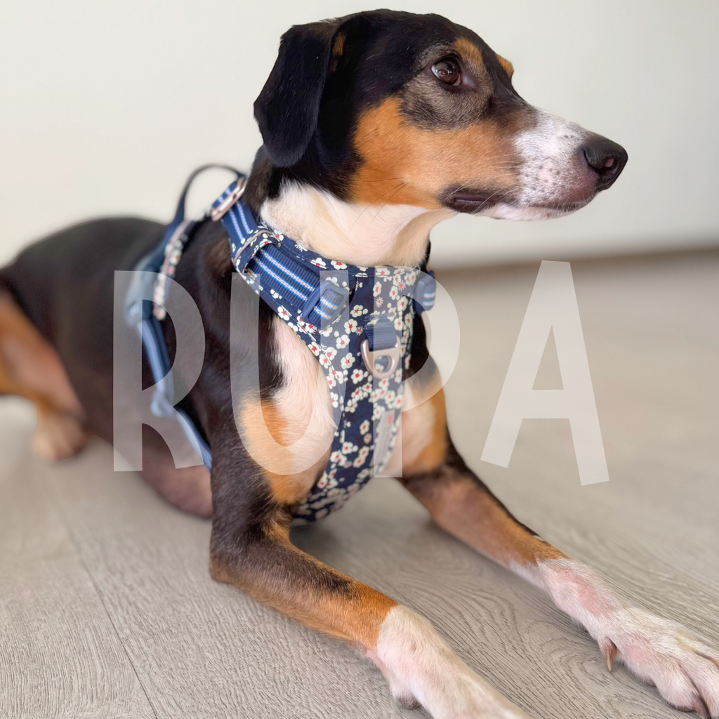 Arnés Perro Azul Floral