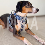 Arnés Perro Azul Floral