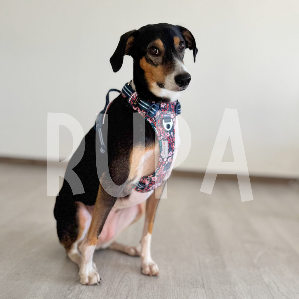Arnés Perro Jardín Rosado