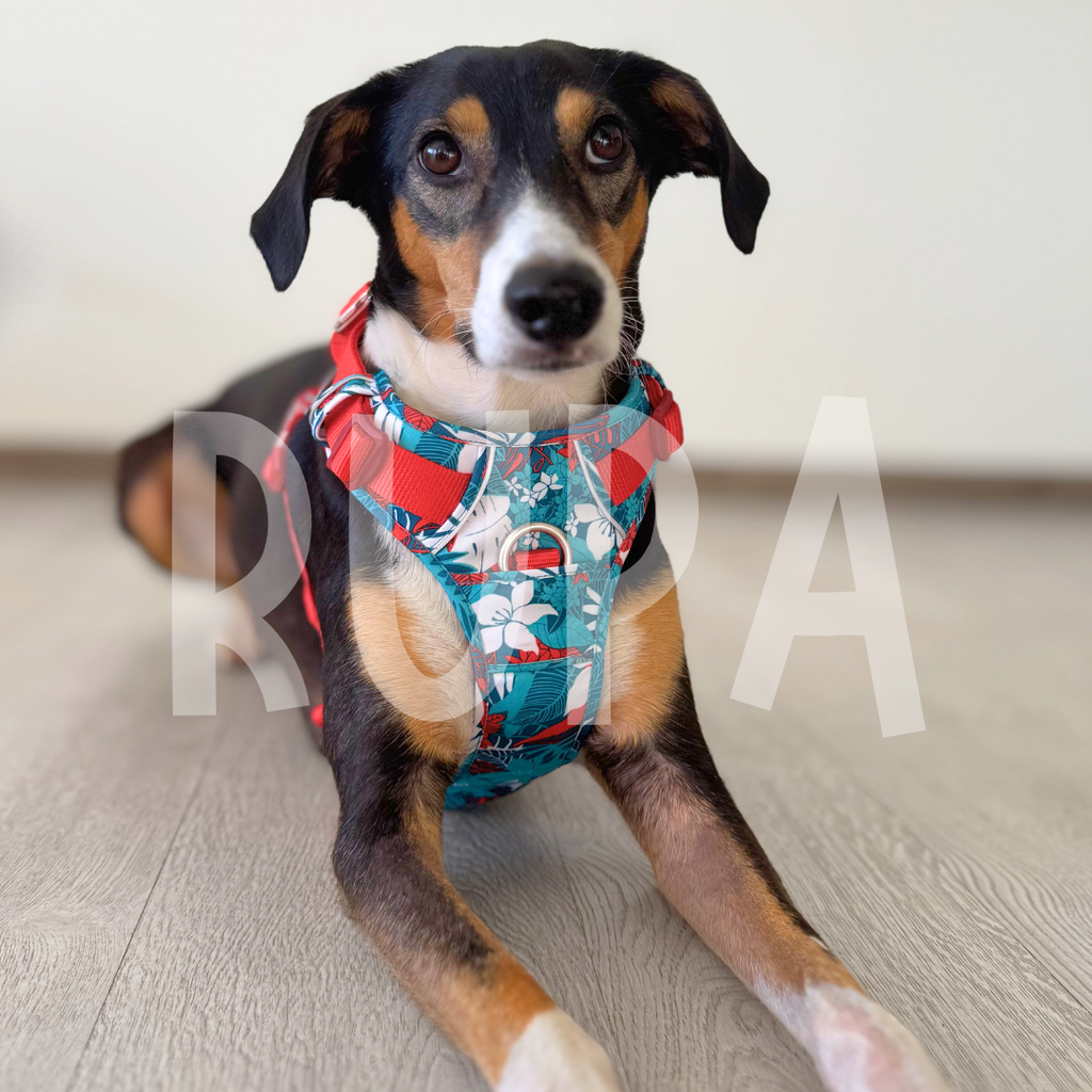 Arnés Perro Tropical Azul