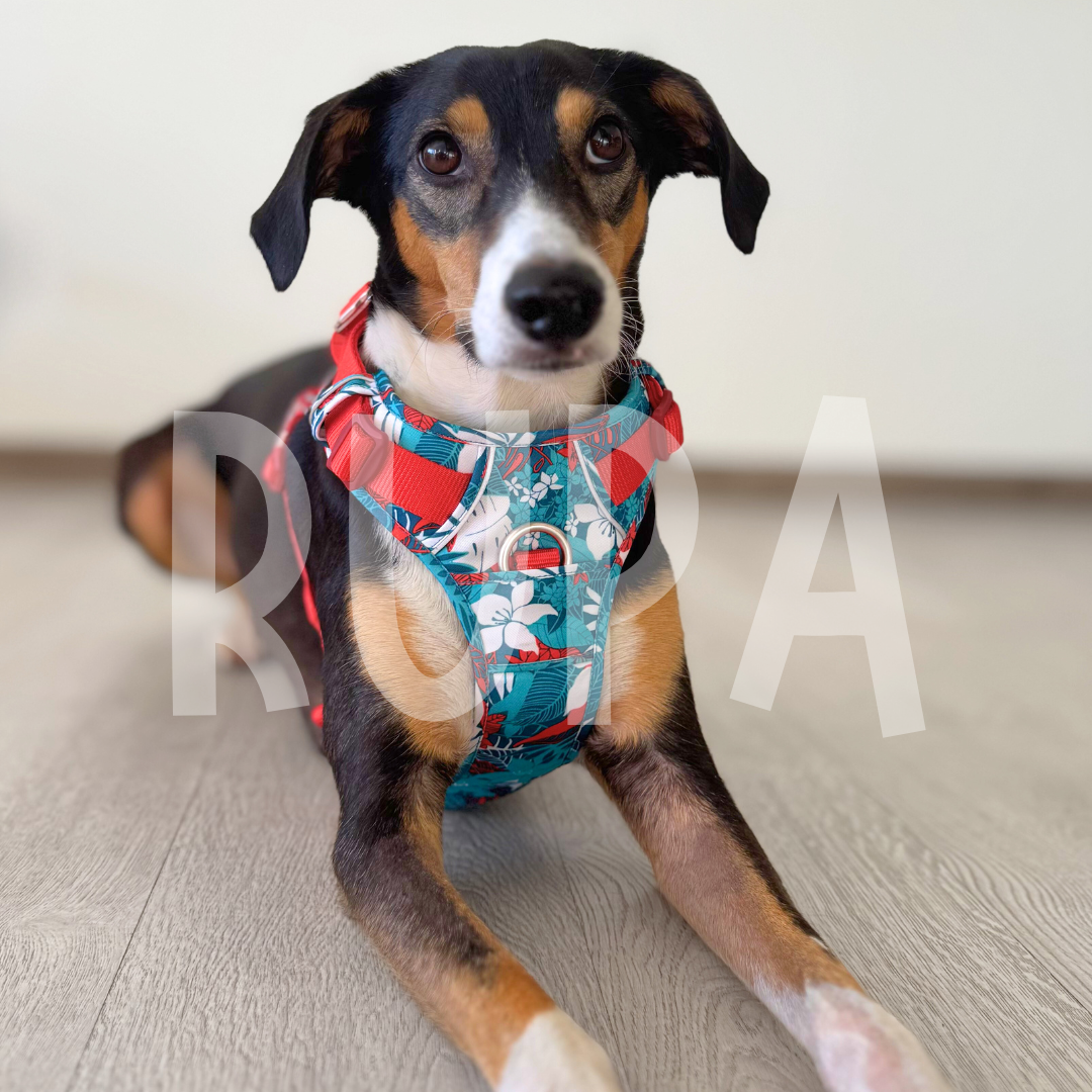 Arnés Perro Tropical Azul