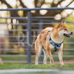 Arnés Perro Azul Floral