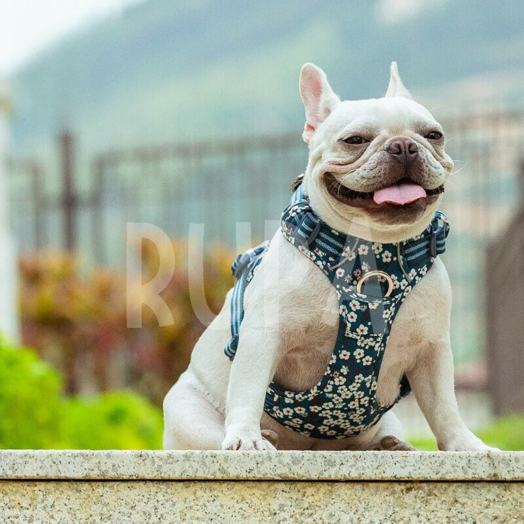 Arnés Perro Azul Floral