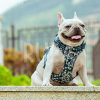 Arnés Perro Azul Floral