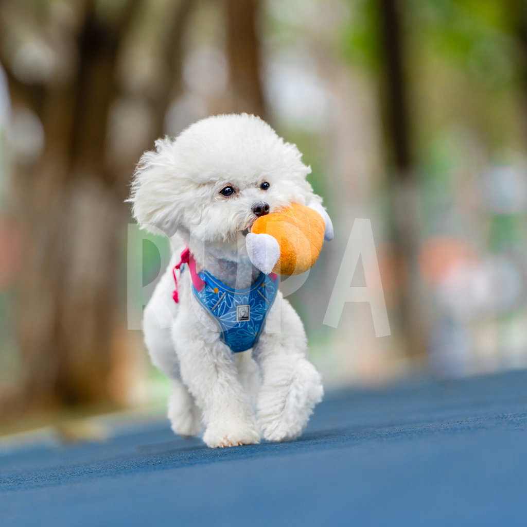 Arnés Perro + Correa Cielo Floral