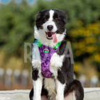 Arnés Perro Selva Morado
