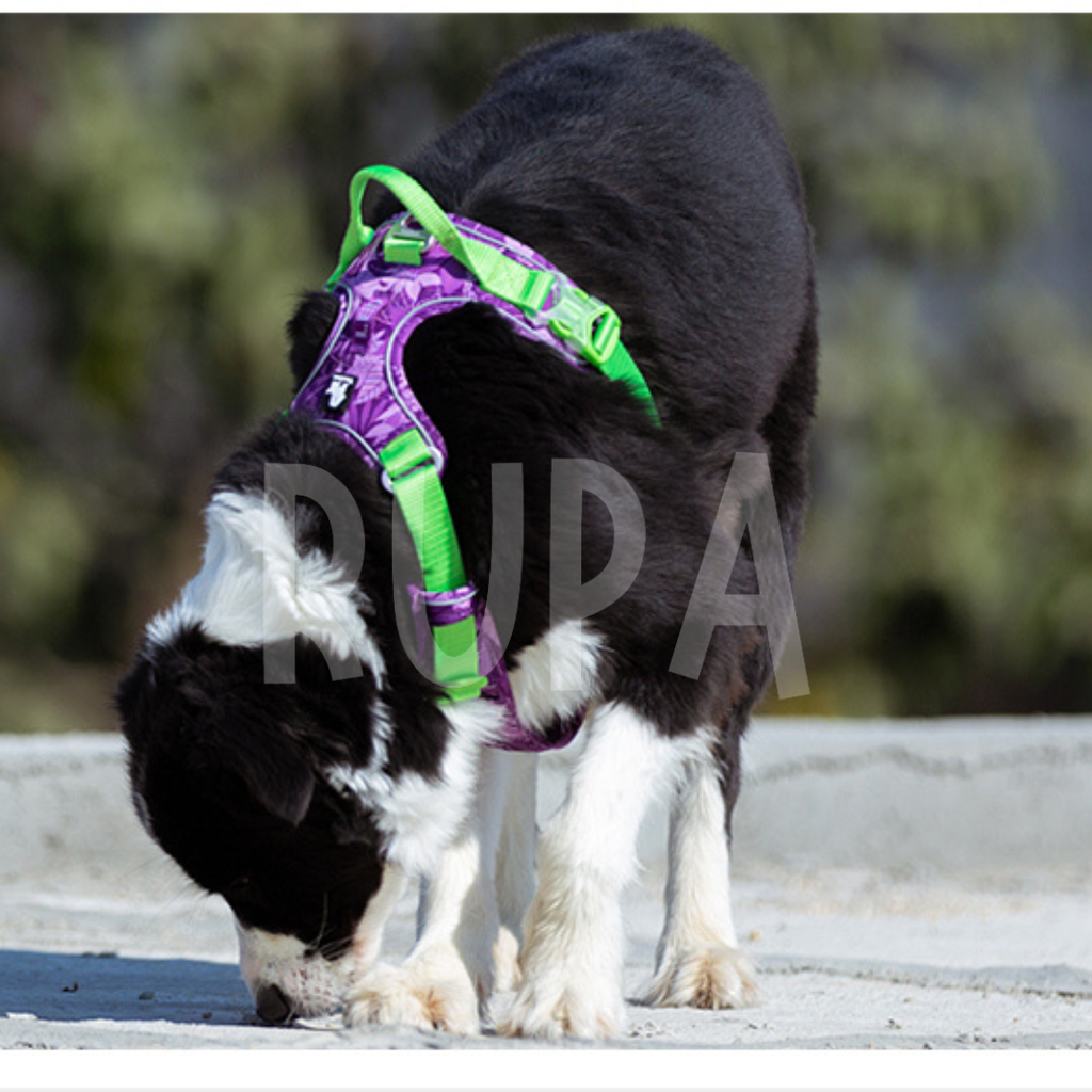 Arnés Perro Selva Morado