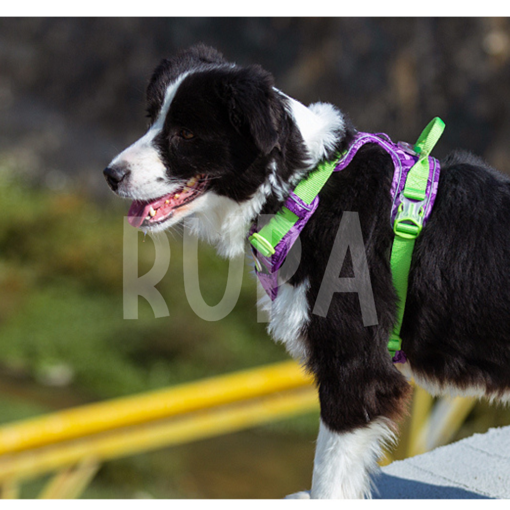 Arnés Perro Selva Morado