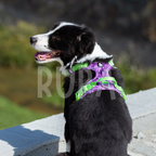 Arnés Perro Selva Morado