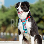 Arnés Perro Tropical Azul