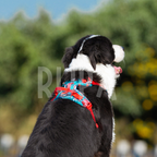 Arnés Perro Tropical Azul