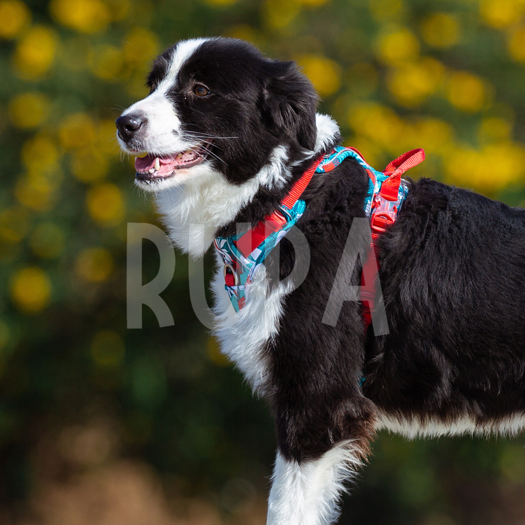 Arnés Perro Tropical Azul