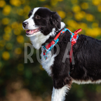 Arnés Perro Tropical Azul